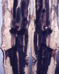 Some trees, such as Carpodetus serratus (putaputaweta)  may suffer heavy infestations of puriri moth, Aenetus virescens (Lepidoptera: Hepialidae); an example of damaged wood in a split trunk. Creator: DSIR photographers. © Landcare Research. [Image: 3D3]