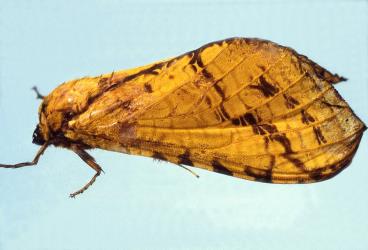 Yellow female puriri moths, Aenetus virescens (Lepidoptera: Hepialidae), side view. Creator: DSIR photographers. © Landcare Research. [Image: 3D5]