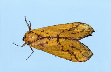 Yellow female puriri moths, Aenetus virescens (Lepidoptera: Hepialidae), top view. Creator: DSIR photographers. © Landcare Research. [Image: 3D6]