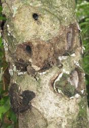 Some trees, such as Carpodetus serratus (putaputaweta) may suffer heavy infestations of puriri moth, Aenetus virescens (Lepidoptera: Hepialidae). An example of many burrow openings and feeding scars. Creator: Nicholas A. Martin. © Nicholas A. Martin. [Image: 3DC]