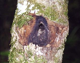 On some trees the feeding scars and burrows of puriri moth, Aenetus virescens (Lepidoptera: Hepialidae) remain exposed, e.g. Nestegis Montana). The open holes may be colonised by insects. Creator: Nicholas A. Martin. © Nicholas A. Martin. [Image: 3DG]
