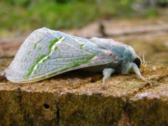 A green-blue male puriri moth, Aenetus virescens (Lepidoptera: Hepialidae). Creator: Robert Hoare. © Robert Hoare. [Image: 3DI]
