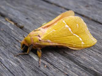 A yellow male puriri moth, Aenetus virescens (Lepidoptera: Hepialidae). Creator: Robert Hoare. © Robert Hoare. [Image: 3DJ]