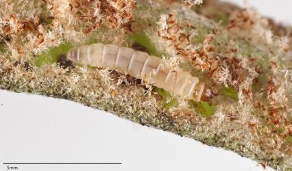 Caterpillar of the leather-leaf spore-eater, Calicotis crucifera (Lepidoptera: Stathmopodidae) exposed in its tunnel on its host plant Pyrrosia eleagnifolia. Creator: Tim Holmes. © Plant & Food Research. [Image: 3DQ]