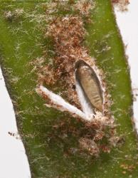 Pupa exposed by cutting open the cocoon of the leather-leaf spore-eater, Calicotis crucifera (Lepidoptera: Stathmopodidae) on the host plant, leather-leaf fern, Pyrrosia eleagnifolia. Creator: Tim Holmes. © Plant & Food Research. [Image: 3DR]