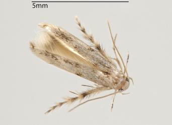 Leather-leaf spore-eater, Calicotis crucifera (Lepidoptera: Stathmopodidae); note the hairy wings and the hairy hind pair of legs held out from the body. Creator: Tim Holmes. © Plant & Food Research. [Image: 3DT]