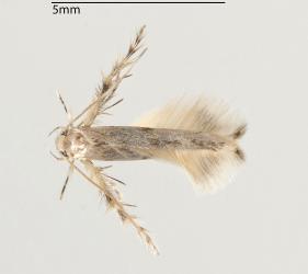 Leather-leaf spore-eater, Calicotis crucifera (Lepidoptera: Stathmopodidae); note the hairy wings and the hairy hind pair of legs held out from the body. Creator: Tim Holmes. © Plant & Food Research. [Image: 3DU]