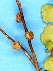 Button-sized knobbly stem galls induced on stem of Hoheria angustifolia (Malvaceae) by Eriophyes hoheriae (Acari: Eriophyidae), green actively growing galls on plant with juvenile foliage. Creator: Nicholas A. Martin. © Plant & Food Research. [Image: 3DX]