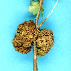 Old knobbly stem gall induced on stem of Hoheria sexstylosa (Malvaceae) induced by Eriophyes hoheriae (Acari: Eriophyidae). Creator: Nicholas A. Martin. © Plant & Food Research. [Image: 3DY]