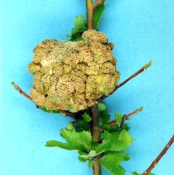 Green actively growing knobbly stem gall induced on stem of Hoheria sexstylosa (Malvaceae) induced by Eriophyes hoheriae (Acari: Eriophyidae). Creator: Nicholas A. Martin. © Plant & Food Research. [Image: 3DZ]