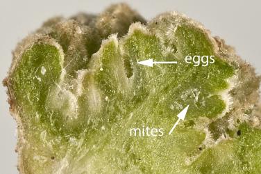 Section through a stem gall from Hoheria populnea showing the hairy hollows in which the mites live; gall induced by Eriophyes hoheriae (Acari: Eriophyidae). Creator: Tim Holmes. © Plant & Food Research. [Image: 3E2]