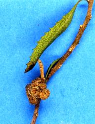Button-sized knobbly stem galls induced on stem of Hoheria angustifolia (Malvaceae) by Eriophyes hoheriae (Acari: Eriophyidae), old gall on tree with mature leaves. Creator: Nicholas A. Martin. © Plant & Food Research. [Image: 3E5]