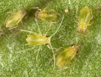 Nymphs of the green fern aphid Micromyzella filicis (van der Goot, 1917) (Hemiptera: Aphididae) that lives on ferns. Creator: Tim Holmes. © Plant & Food Research. [Image: 3ER]