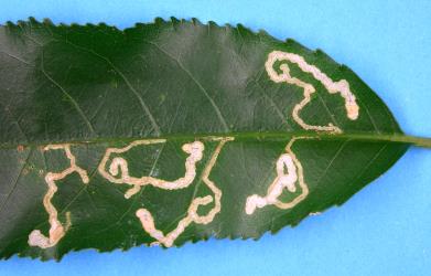 Leaf mines of the mahoe leaf miner: Liriomyza flavolateralis (Diptera: Agromyzidae), in a leaf of mahoe, Melicytus ramiflorus, normally there are only one or two mines in a leaf. Creator: Nicholas A. Martin. © Plant & Food Research. [Image: 3F4]