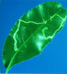 Two leaf mines of Liriomyza flavolateralis (Diptera: Agromyzidae), in a leaf of mahoe, Melicytus ramiflorus; note the unusual short blind mines near the place where the larvae first burrowed into the leaf. Creator: Nicholas A. Martin. © Plant & Food Research. [Image: 3F5]