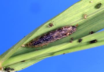 Larva of the  small hoverfly, Melanostoma fasciatum (Diptera: Syrphidae), feeding on aphids on barley. Creator: Plant & Food Research Photographer. © Plant & Food Research. [Image: 3F7]