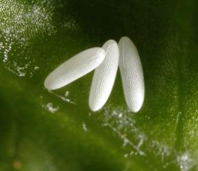 Eggs of the small hoverfly, Melanostoma fasciatum (Diptera: Syrphidae), on a lettuce leaf. Creator: Plant & Food Research Photographer. © Plant & Food Research. [Image: 3F8]