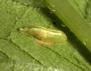 A young larva of the small hoverfly, Melanostoma fasciatum (Diptera: Syrphidae), on a lettuce leaf. Creator: Plant & Food Research Photographer. © Plant & Food Research. [Image: 3F9]