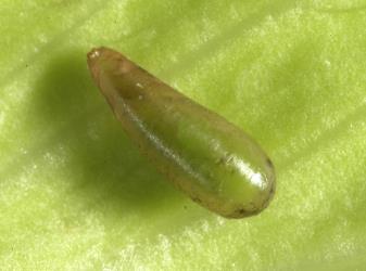 A pupa of the small hoverfly, Melanostoma fasciatum (Diptera: Syrphidae), showing the eyes of the developing adult. Creator: Plant & Food Research Photographer. © Plant & Food Research. [Image: 3FC]