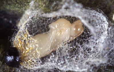 Pupa of Anacharis zealandica Ashmead, 1900 (Hymenoptera: Figitidae) exposed in a cocoon of the Tasmanian lacewing, Micromus tasmaniae (Neuroptera: Hemerobiidae). © Plant & Food Research. [Image: 3FF]