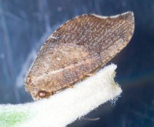 Adult Australian variable lacewing, Drepanacra binocula (Neuroptera: Hemerobiidae), note the hook wing. © Plant & Food Research. [Image: 3FI]