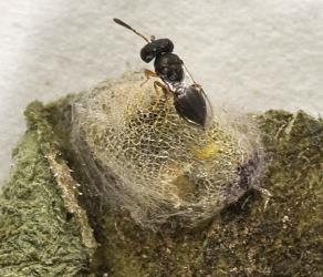 Adult female Inkaka quadridentata Girault, 1939 (Hymenoptera: Pteromalidae), a parasitoid of Tasmanian lacewing, Micromus tasmaniae (Neuroptera: Hemerobiidae) on a cocoon of the lacewing. © Plant & Food Research. [Image: 3FJ]