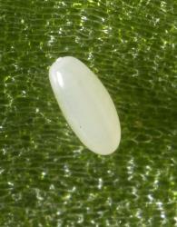 Egg of Tasmanian lacewing, Micromus tasmaniae (Neuroptera: Hemerobiidae). © Plant & Food Research. [Image: 3FM]