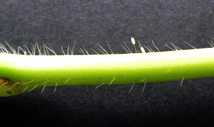 Eggs of Tasmanian lacewing, Micromus tasmaniae (Neuroptera: Hemerobiidae) laid on hairs on a kumara stalk. © Plant & Food Research. [Image: 3FN]