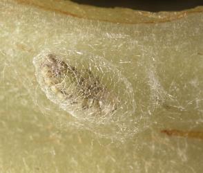 Cocoon of Tasmanian lacewing, Micromus tasmaniae (Neuroptera: Hemerobiidae) with pupa. © Plant & Food Research. [Image: 3FP]