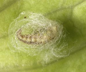 Cocoon of Tasmanian lacewing, Micromus tasmaniae (Neuroptera: Hemerobiidae) with pupa. © Plant & Food Research. [Image: 3FQ]