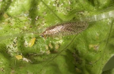 Adult of Tasmanian lacewing, Micromus tasmaniae (Neuroptera: Hemerobiidae) with aphids. © Plant & Food Research. [Image: 3FR]