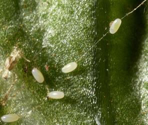 Eggs of Tasmanian lacewing, Micromus tasmaniae (Neuroptera: Hemerobiidae), laid on a spider’s web. © Plant & Food Research. [Image: 3FT]