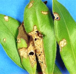 Damage to young leaves of pohutukawa, Metrosideros excelsa, by adults of  Eucolaspis beetles (Chrysomelidae) associated with this plant growing near sandy beaches, note the beetle on the leaf and the large area of leaf tissue removed from one side of the leaf and leaving most of the epidermis (skin of the leaf). Creator: Nicholas A. Martin. © Plant & Food Research. [Image: 3FU]