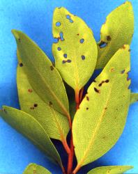 Holes in fully expanded leaves of Metrosideros robusta made by adult pohutukawa leaf miner weevils, Neomycta rubida (Coleoptera: Curculionidae). Creator: Nicholas A. Martin. © Plant & Food Research. [Image: 3FX]
