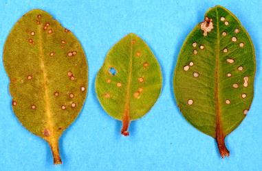 Holes in mature leaves of Metrosideros kermadecensis made by adult pohutukawa leaf miners, Neomycta rubida (Coleoptera: Curculionidae). Creator: Nicholas A. Martin. © Plant & Food Research. [Image: 3G0]
