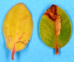 Mines in young leaves of Metrosideros kermadecensis made by larvae of the pohutukawa leaf miner, Neomycta rubida (Coleoptera: Curculionidae); note the small initial mine starting at the edge of the leaf (left) and the large mine (right). Creator: Nicholas A. Martin. © Plant & Food Research. [Image: 3G1]