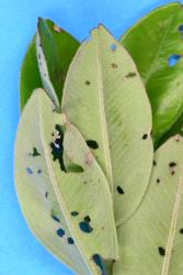 Damage to leaves of pohutukawa, Metrosideros excelsa, by adults of one of two species of Eucolaspis beetles (Chrysomelidae) associated with this plant. Creator: Nicholas A. Martin. © Plant & Food Research. [Image: 3G2]