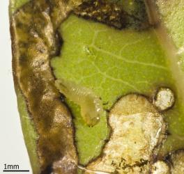 A larva of the pohutukawa leaf miner, Neomycta rubida (Coleoptera: Curculionidae), dissected from a juvenile leaf of pohutukawa, Metrosideros excelsa; note the faecal pellets (frass) in the open mine. Creator: Tim Holmes. © Plant & Food Research. [Image: 3G5]