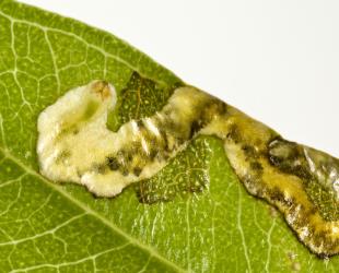 A larva of the pohutukawa leaf miner, Neomycta rubida (Coleoptera: Curculionidae), in a juvenile leaf of pohutukawa, Metrosideros excelsa. Creator: Tim Holmes. © Plant & Food Research. [Image: 3G6]