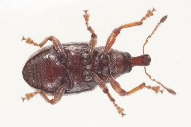 Adult pohutukawa leaf miner weevil, Neomycta rubida (Coleoptera: Curculionidae), about 3 mm long; underside. Creator: Tim Holmes. © Plant & Food Research. [Image: 3G9]