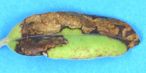Full sized mine in a young leaf of mature foliage of pohutukawa ,Metrosideros excelsa, made by larvae of the pohutukawa leaf miner, Neomycta rubida (Coleoptera: Curculionidae). Creator: Nicholas A. Martin. © Plant & Food Research. [Image: 3GC]