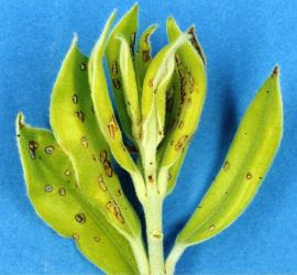 Holes in young leaves of mature foliage of  pohutukawa, Metrosideros excelsa, made by adult pohutukawa leaf miner weevils, Neomycta rubida (Coleoptera: Curculionidae). Creator: Nicholas A. Martin. © Plant & Food Research. [Image: 3GE]