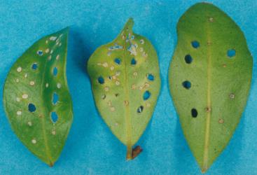 Holes in fully expanded leaves of Metrosideros fulgens  made by adult pohutukawa leaf miners, Neomycta rubida (Coleoptera: Curculionidae); note that the large holes were made when leaves were smaller. Creator: Nicholas A. Martin. © Plant & Food Research. [Image: 3GH]