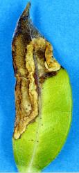 Mine in a young leaf of mature foliage of pohutukawa ,Metrosideros excelsa, made by larvae of the pohutukawa leaf miner, Neomycta rubida (Coleoptera: Curculionidae). Creator: Nicholas A. Martin. © Plant & Food Research. [Image: 3GJ]