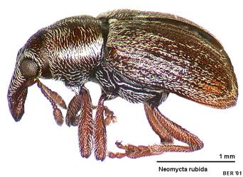 Photo-montage of a dead adult pohutukawa leaf miner weevil, Neomycta rubida (Coleoptera: Curculionidae). Creator: Birgit E Rhode. © Plant & Food Research. [Image: 3GK]