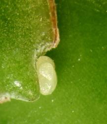The newly laid, white, eggs of poroporo fruit borer, Leucinodes cordalis (Lepidoptera: Crambidae) are laid by the fruit calyx. They turn red after a day. Creator: Nicholas A. Martin. © Plant & Food Research. [Image: 3GN]