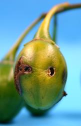 Typical damage to fruit of poroporo (Solanum aviculare) caused by a larva of Leucinodes cordalis (Lepidoptera: Crambidae); note the surface mine and large exit hole. Creator: Nicholas A. Martin. © Plant & Food Research. [Image: 3GO]