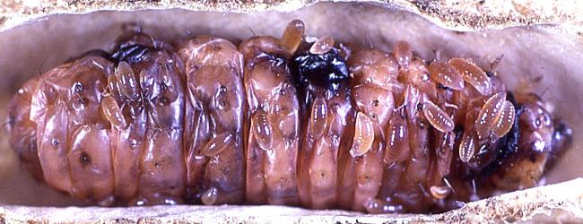 Pteromalid larvae feeding on an over-wintering caterpillar of poroporo fruit borer,  Sceliodes cordalis (Lepidoptera: Crambidae). Creator: DSIR photographers. © Plant & Food Research. [Image: 3GW]