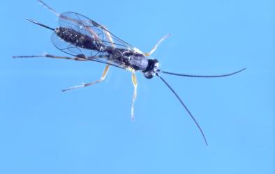 Adult female ichneumonid parasitoid (Hymenoptera: Ichneumonidae) reared from poroporo fruit borer, Leucinodes cordalis (Lepidoptera: Crambidae). Note the long ovipositor that is probably used to insert an egg into the caterpillar while it is in the berry or stem of a poroporo plant. Creator: DSIR photographers. © Plant & Food Research. [Image: 3GY]