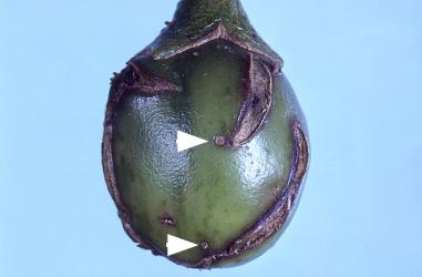 Newly emerged caterpillars of poroporo fruit borer, Leucinodes cordalis (Lepidoptera: Crambidae), may bore a tiny hole (arrow) into green fruit of poroporo (Solanum aviculare) and mine under the skin, which may split as the berry grows. Creator: DSIR photographers. © Plant & Food Research. [Image: 3H0]